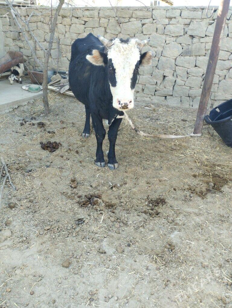 Öküzler - Махтумкули - img 2