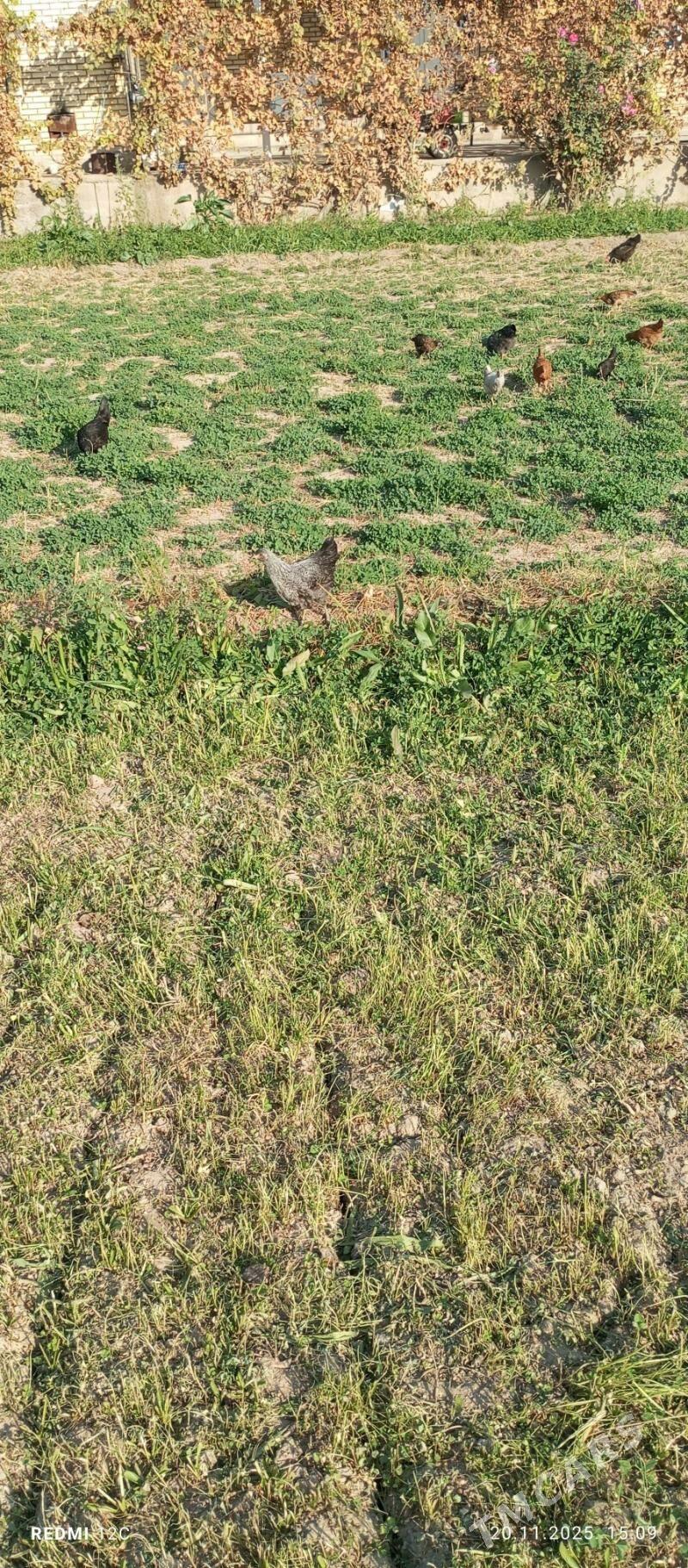 towuk 4 ay - Векильбазар - img 7