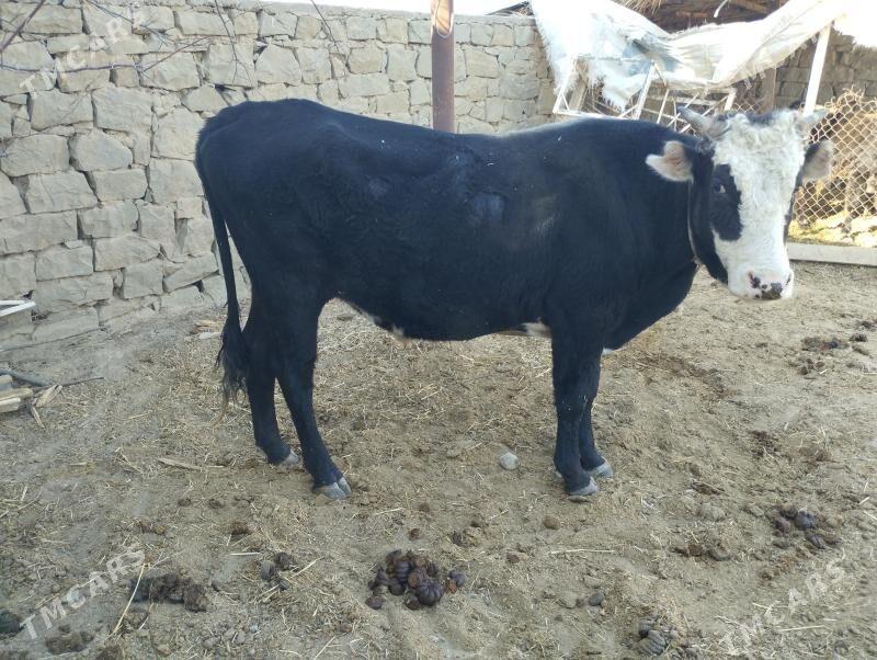 Öküzler - Махтумкули - img 1