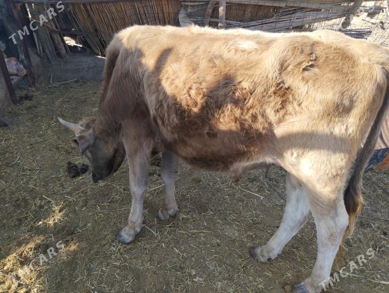 Öküzler - Махтумкули - img 3