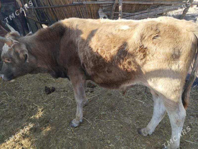 Öküzler - Махтумкули - img 5