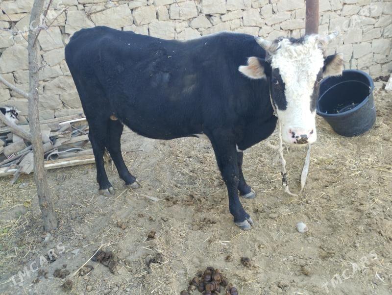 Öküzler - Махтумкули - img 7