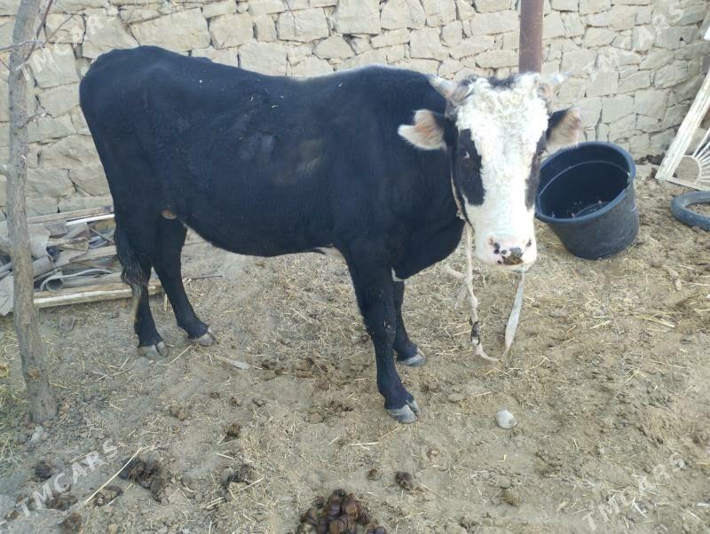 Öküzler - Махтумкули - img 4