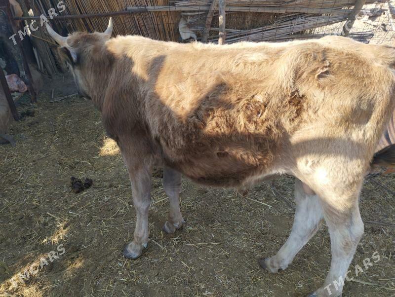 Öküzler - Махтумкули - img 6