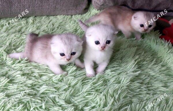 pisijek - Туркменабат - img 3