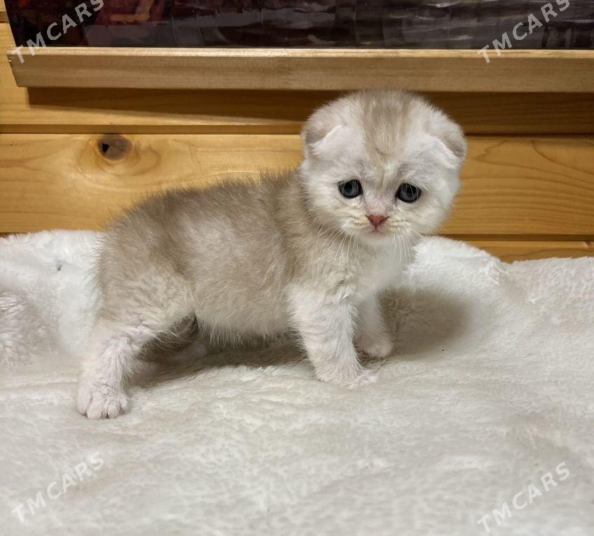 pisijek - Туркменабат - img 4