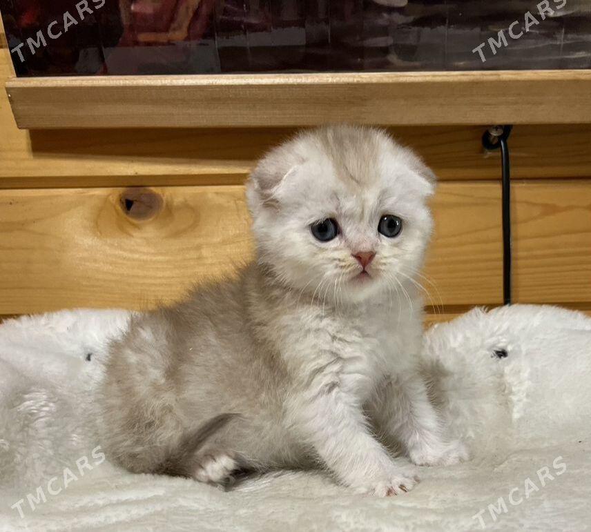 pisijek - Туркменабат - img 5