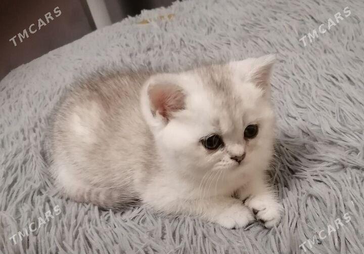 pisijek - Туркменабат - img 10