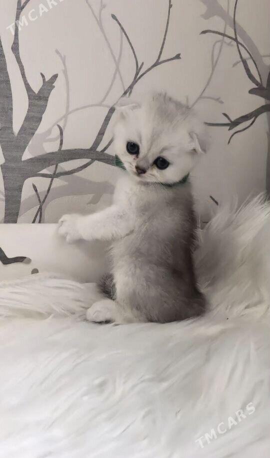 pisijek - Туркменабат - img 9