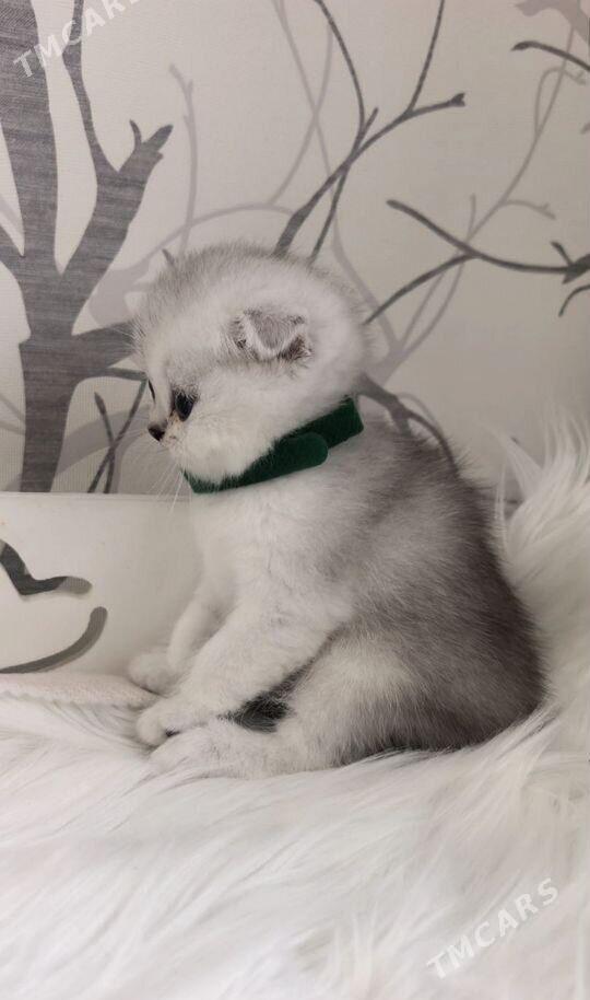 pisijek - Туркменабат - img 7