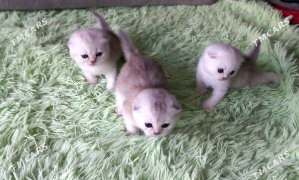 pisijek - Туркменабат - img 2