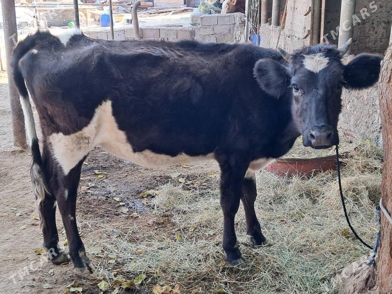 Tűwe galisdevin - Гёкдепе - img 3