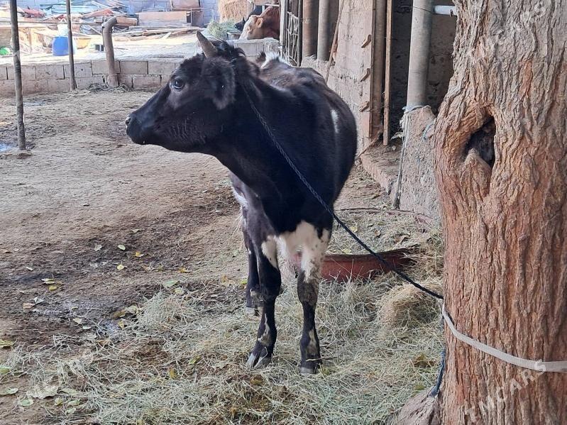 Tűwe galisdevin - Гёкдепе - img 4