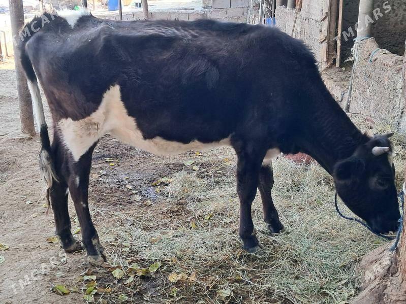 Tűwe galisdevin - Гёкдепе - img 5