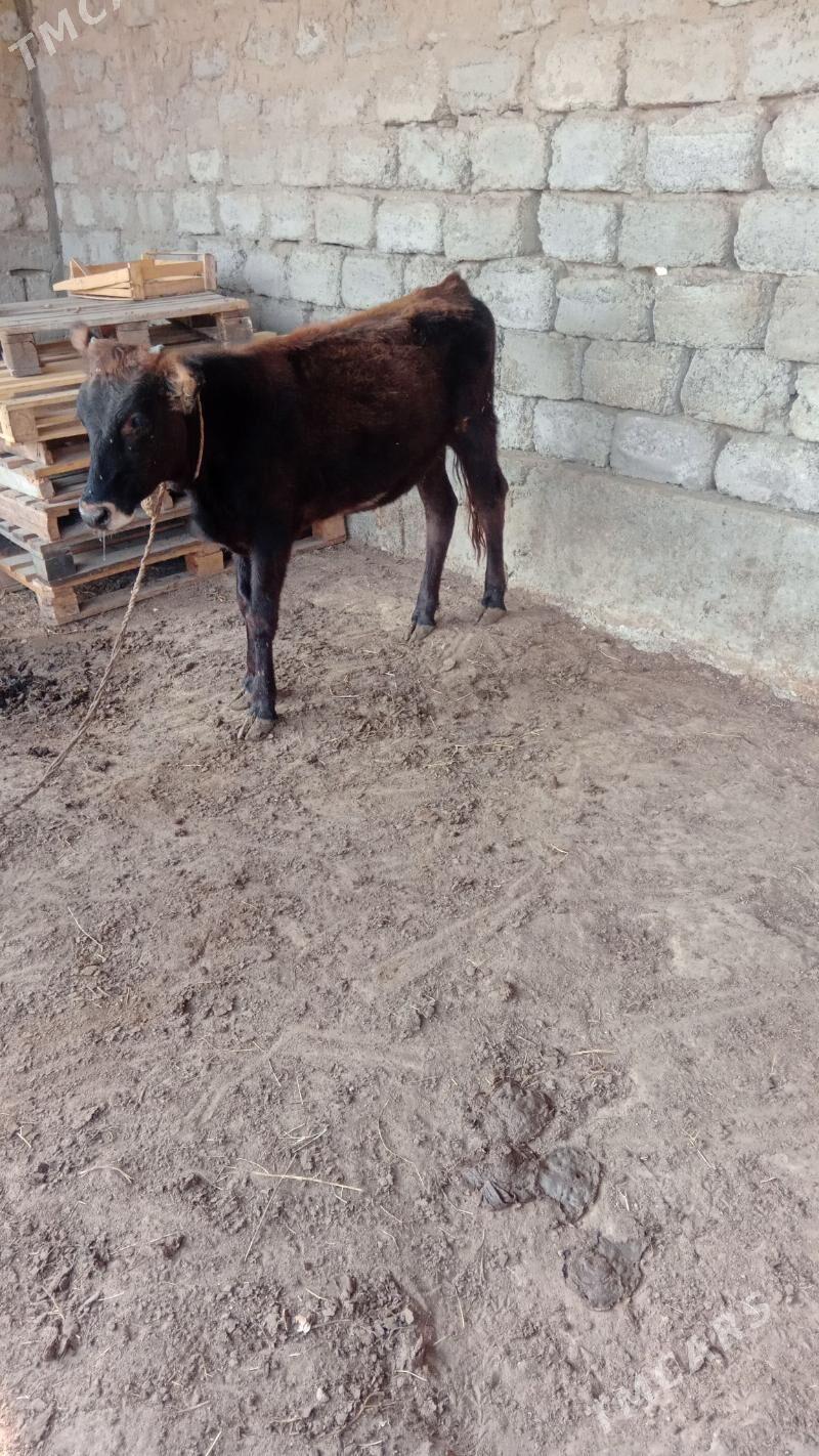 tuwe - Ашхабад - img 2