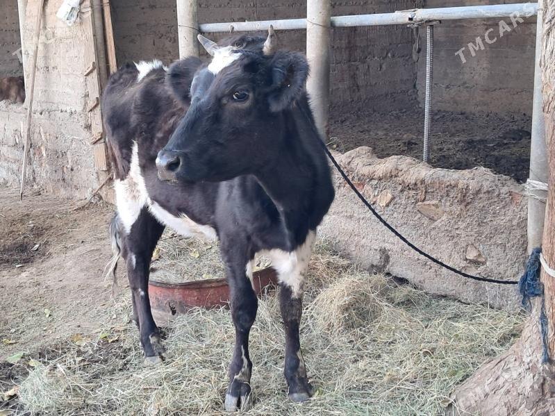 Tűwe galisdevin - Гёкдепе - img 6