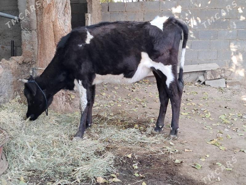 Tűwe galisdevin - Гёкдепе - img 2