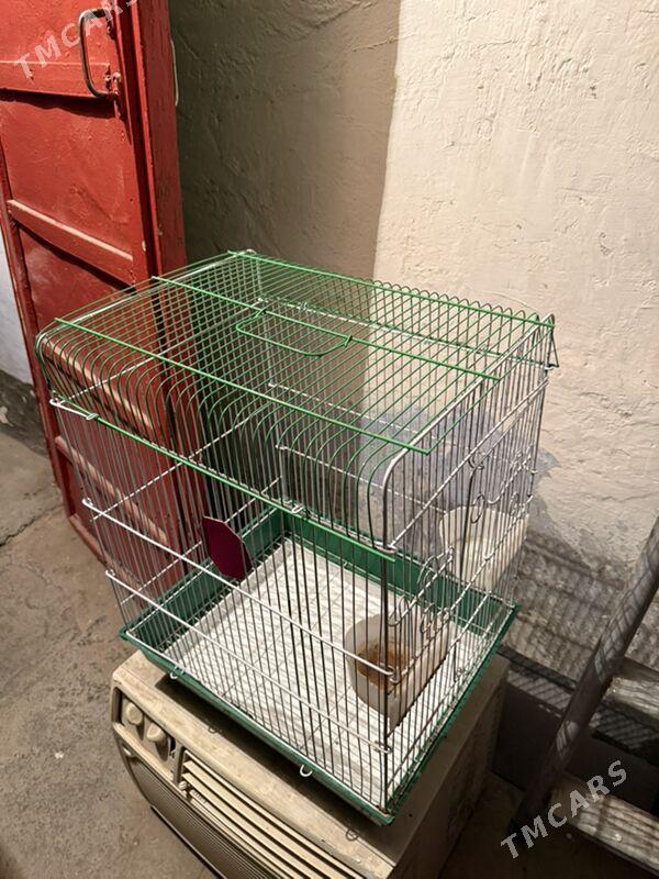 попугай клетка - Ашхабад - img 2