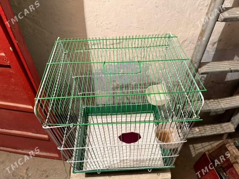 попугай клетка - Ашхабад - img 3