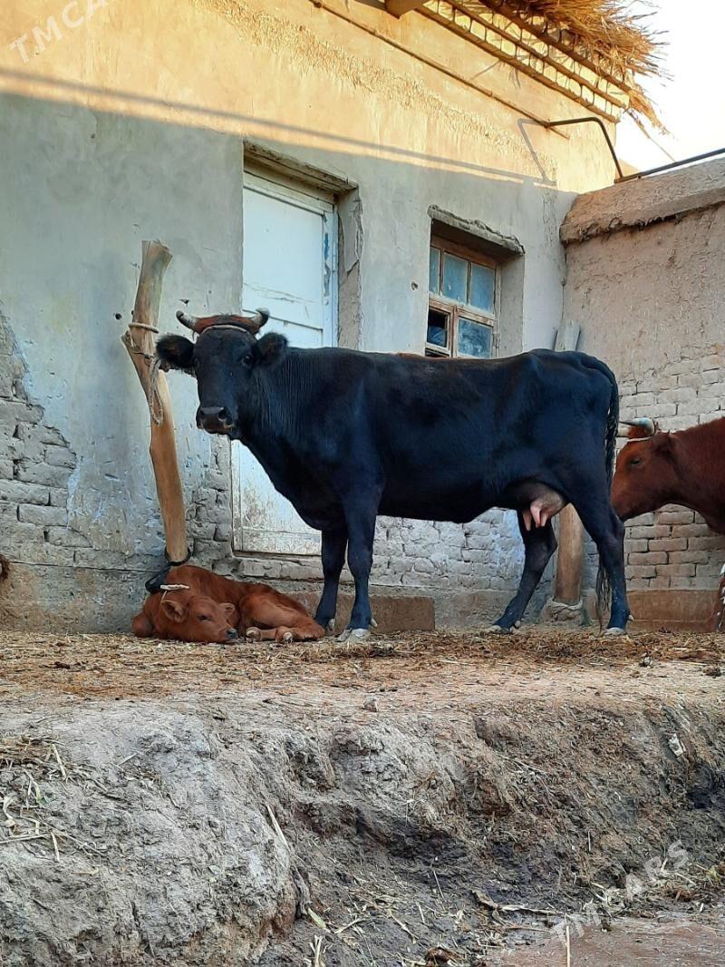 12.13.LIT SÜÝDLEK GÖLELI SYGYR - Кёнеургенч - img 2