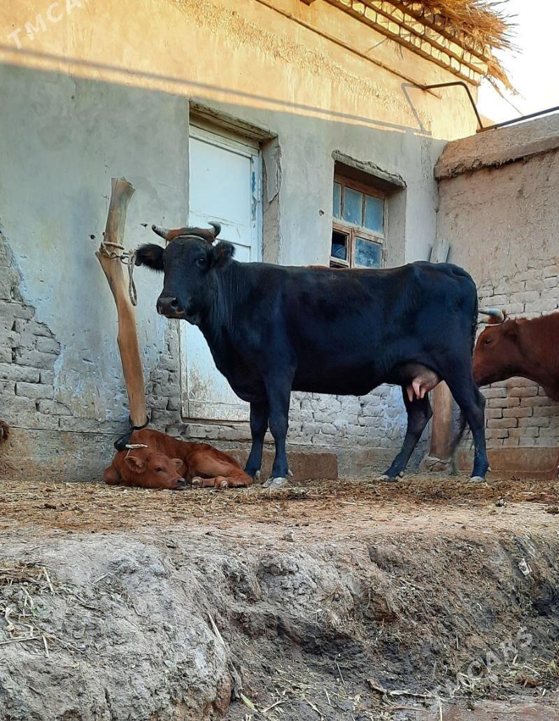 12.13.LIT SÜÝDLEK GÖLELI SYGYR - Кёнеургенч - img 4