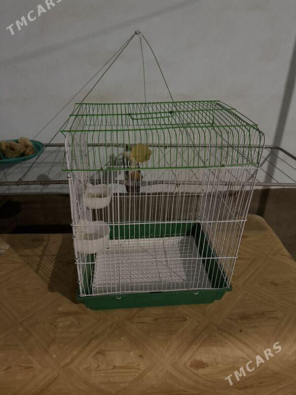 попугай клетка - Ашхабад - img 7