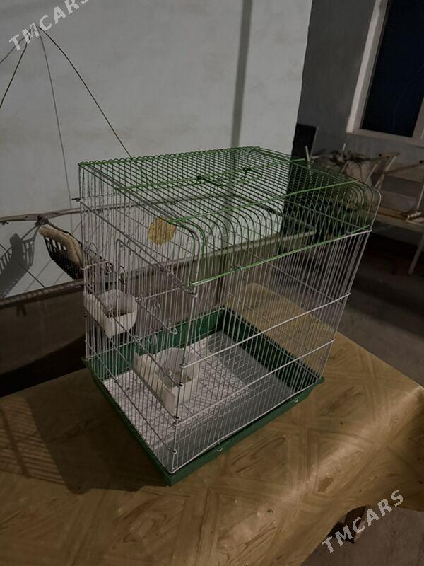 попугай клетка - Ашхабад - img 6