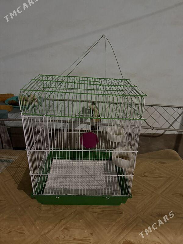 попугай клетка - Ашхабад - img 10