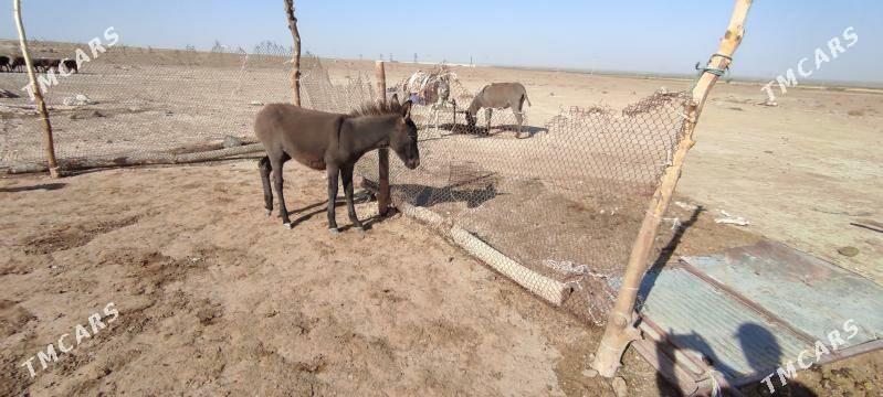 Esek, kurreli we erkek. - Bäherden - img 2
