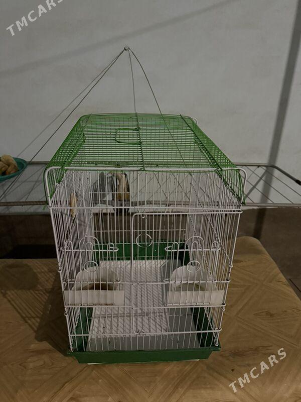 попугай клетка - Ашхабад - img 9