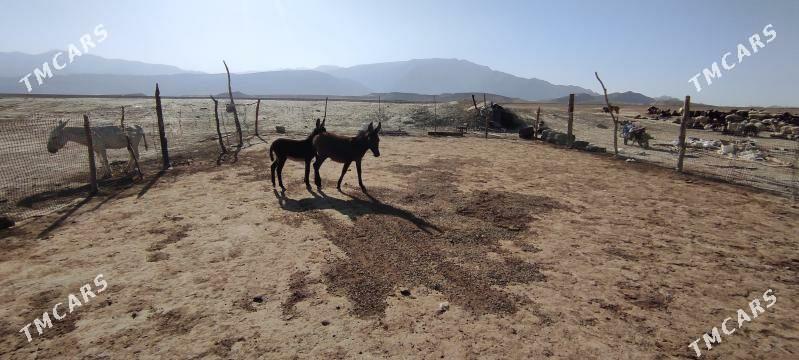 Esek, kurreli we erkek. - Bäherden - img 3