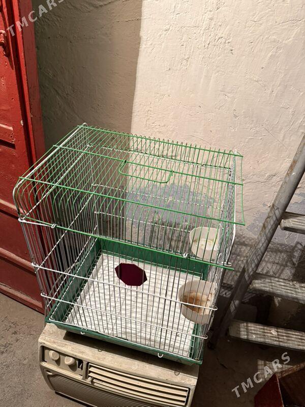 попугай клетка - Ашхабад - img 5