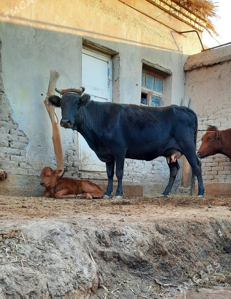 12.13.LIT SÜÝDLEK GÖLELI SYGYR - Кёнеургенч - img 3