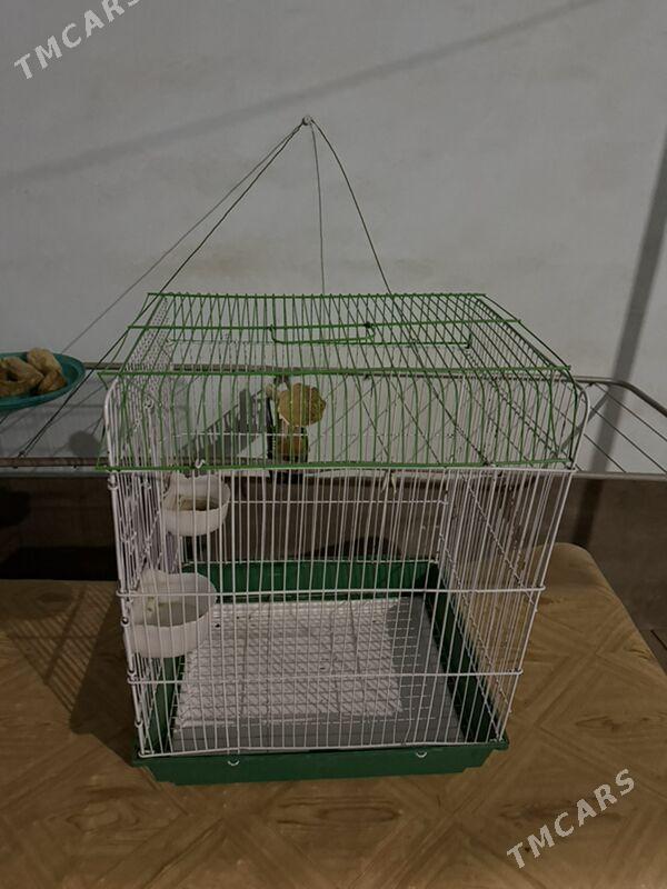 попугай клетка - Ашхабад - img 8