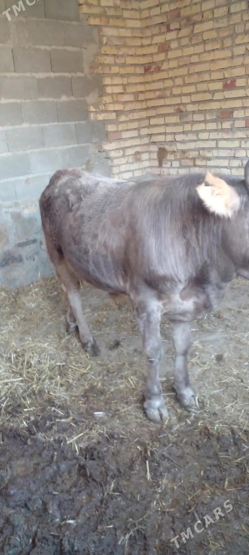 okiz - Берекет - img 2