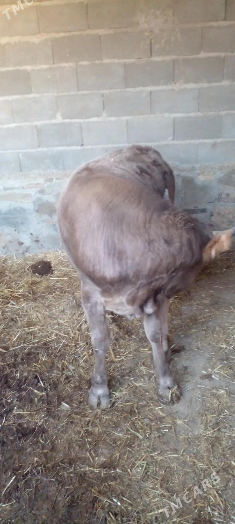 okiz - Берекет - img 1