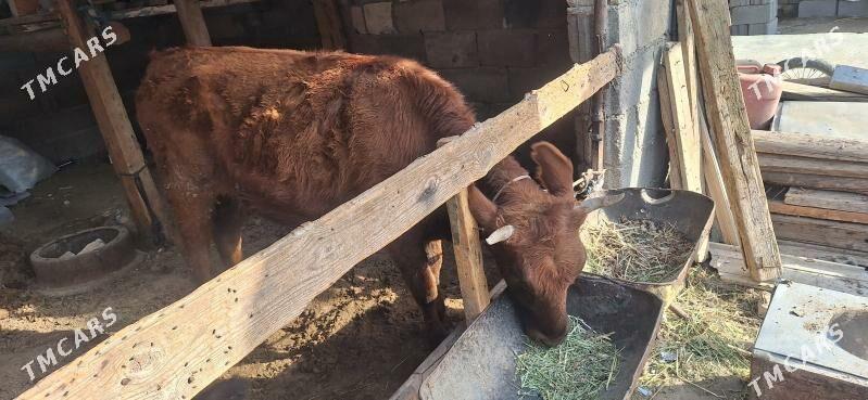 Tüwe - Чоганлы - img 3