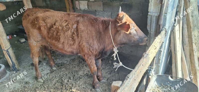 Tüwe - Чоганлы - img 1