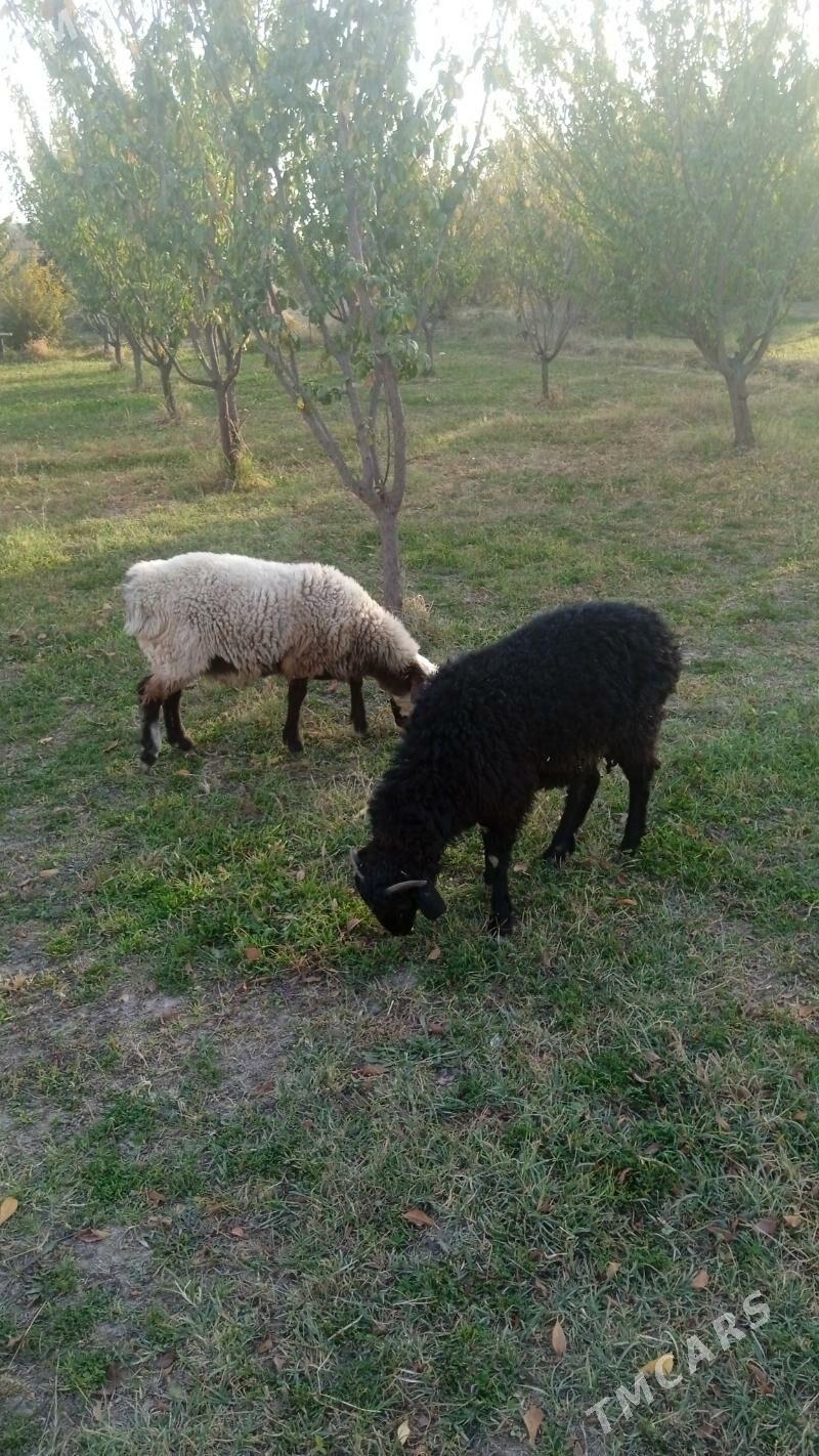 кочкарлар - Туркменабат - img 2