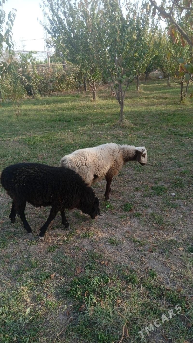 кочкарлар - Туркменабат - img 3