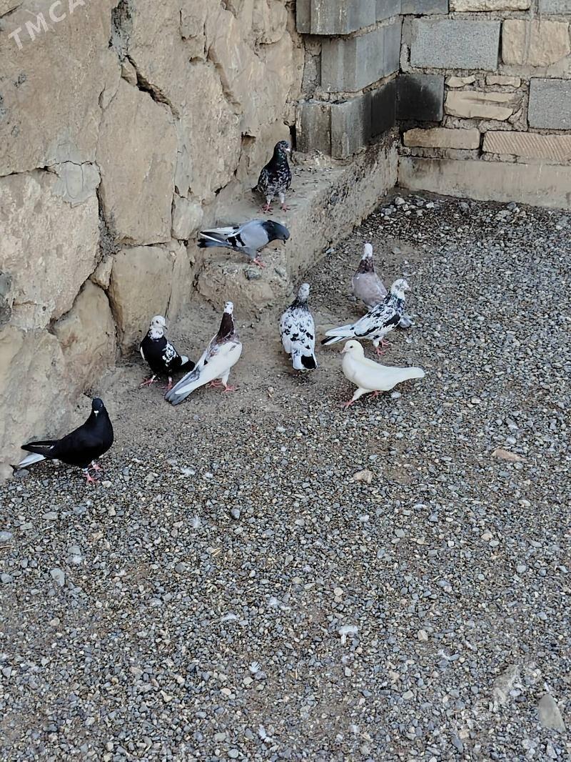 kepderi - Гызыларбат - img 1