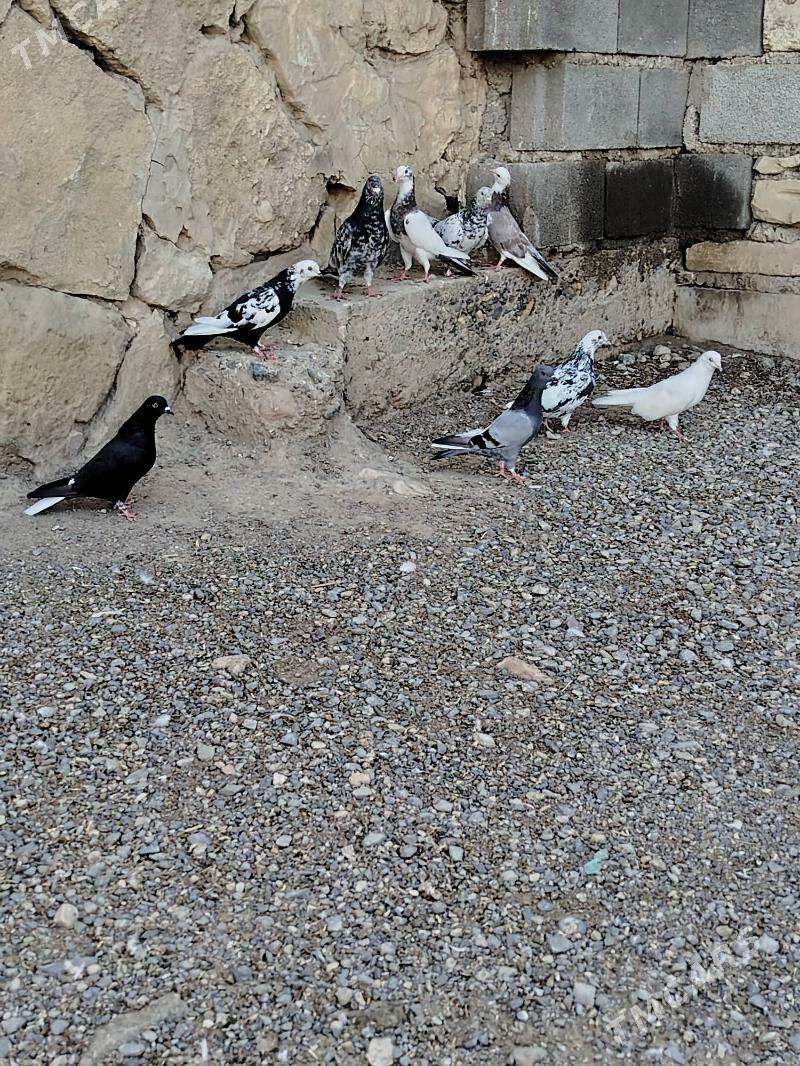 kepderi - Гызыларбат - img 2