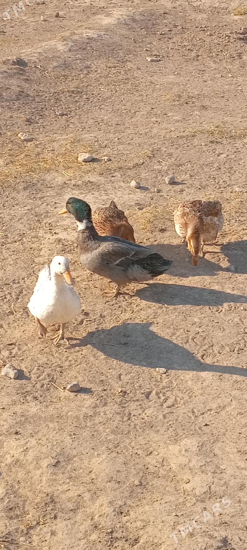 gakgak ördek - Gyzylarbat - img 2