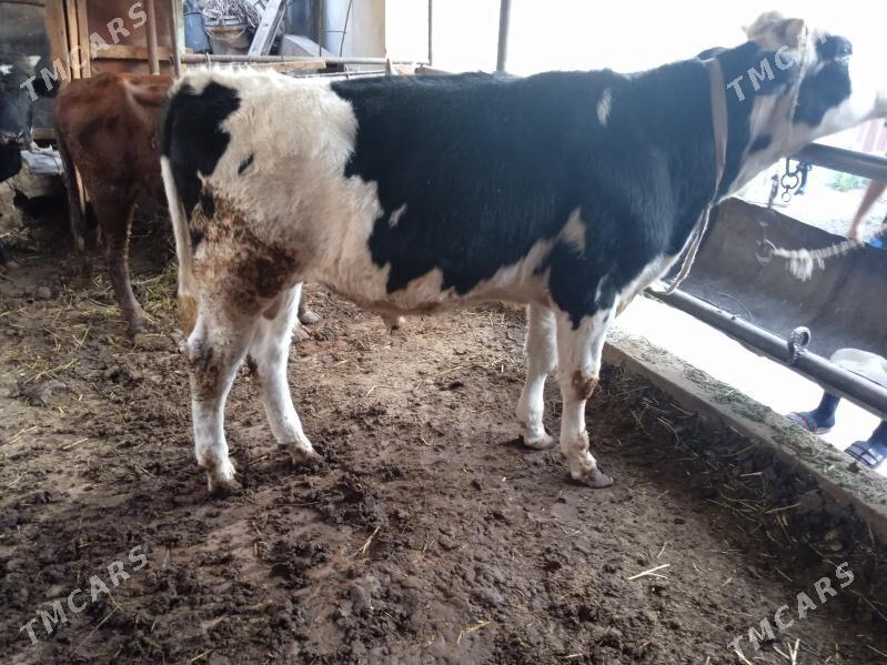 7 sany öküz - Туркменабат - img 2