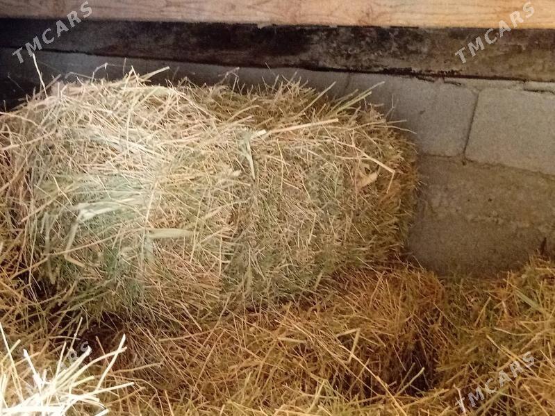 bede - Bagyr - img 1