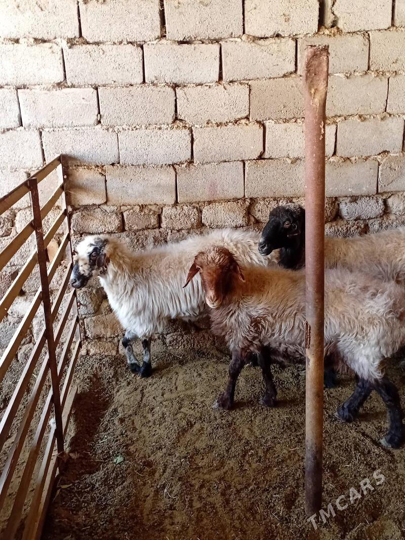 Goyun - Анев - img 3