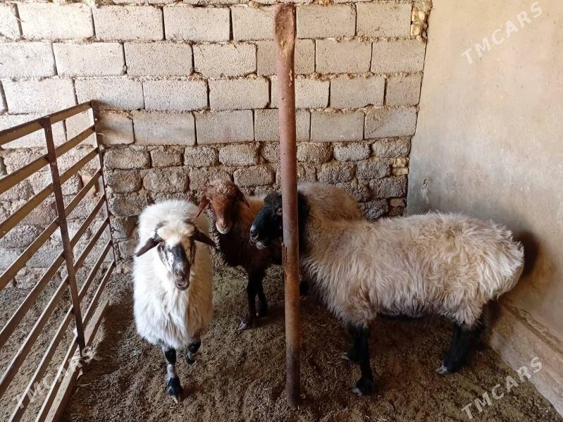 Goyun - Анев - img 1