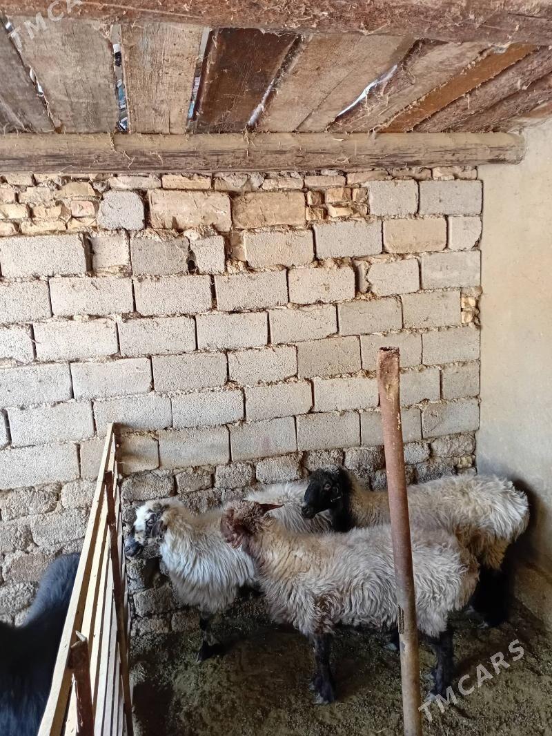 Goyun - Анев - img 4