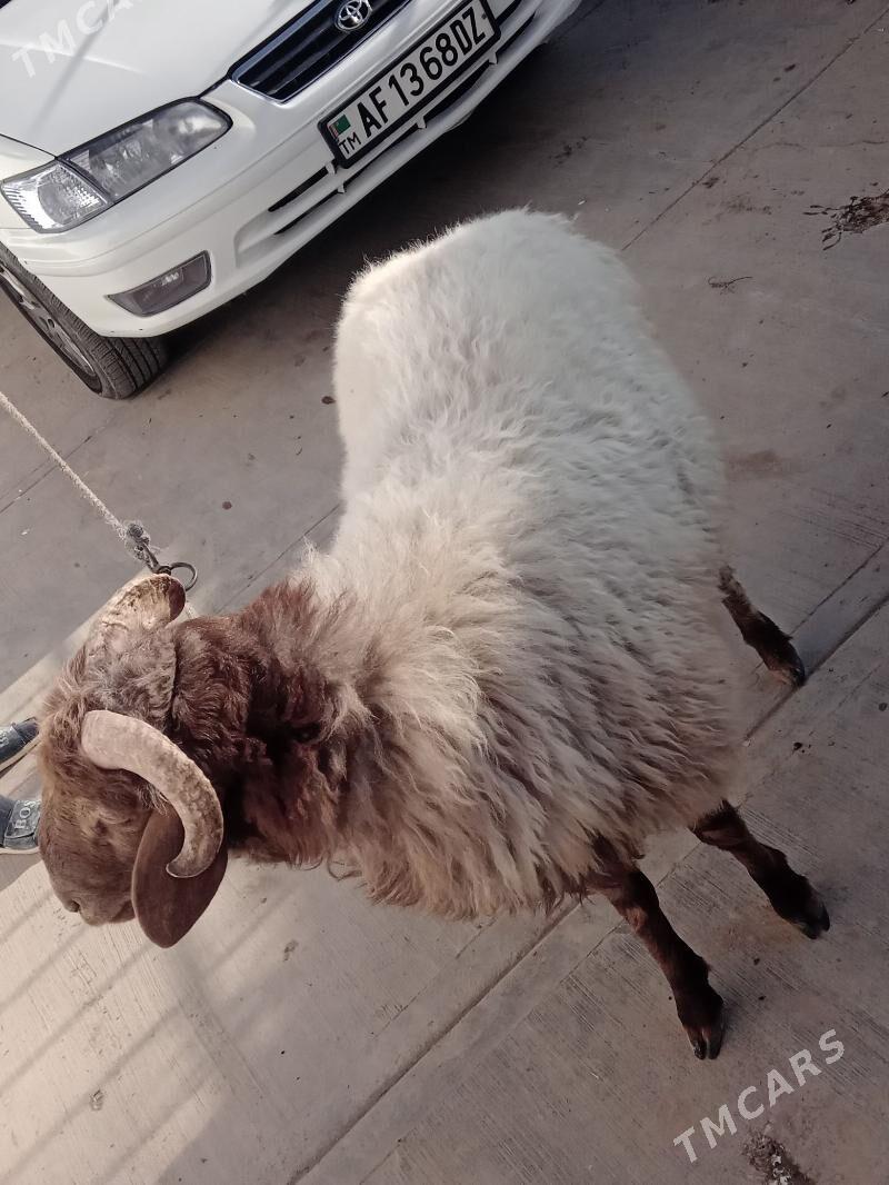 goc - Daşoguz - img 4