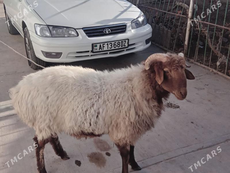 goc - Daşoguz - img 2